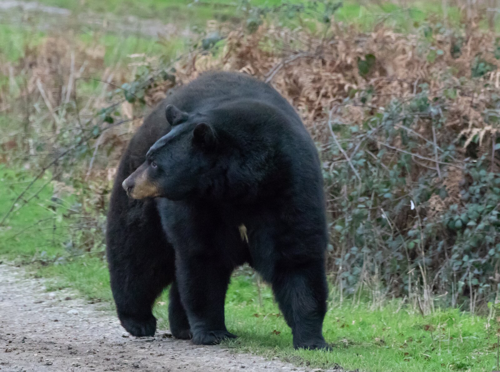 Black bears in Tahoe
