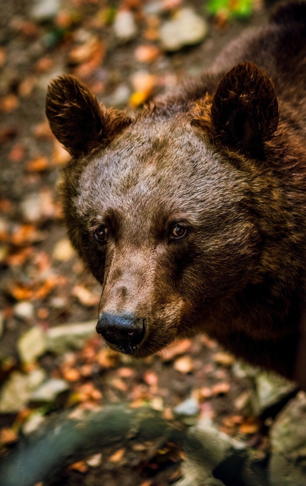Educate guests about bears