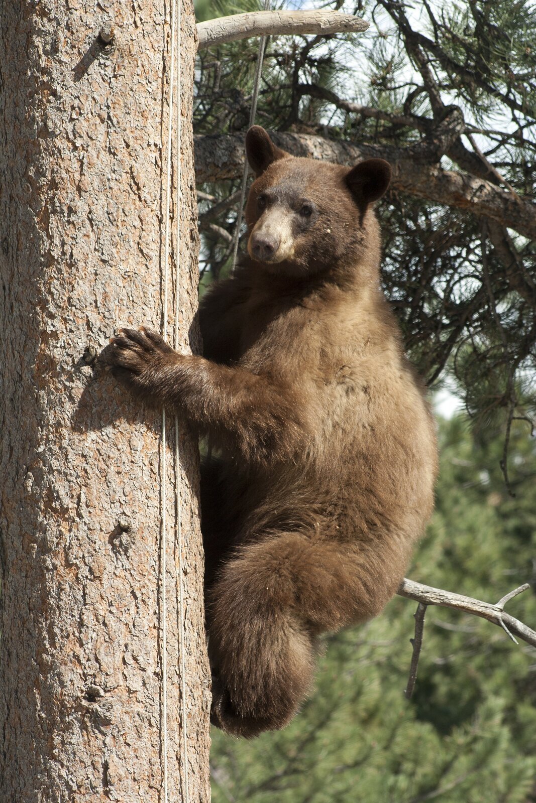 When a bear finds your trash